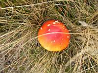 Amanite tue-mouches - Amanita muscaria (00)